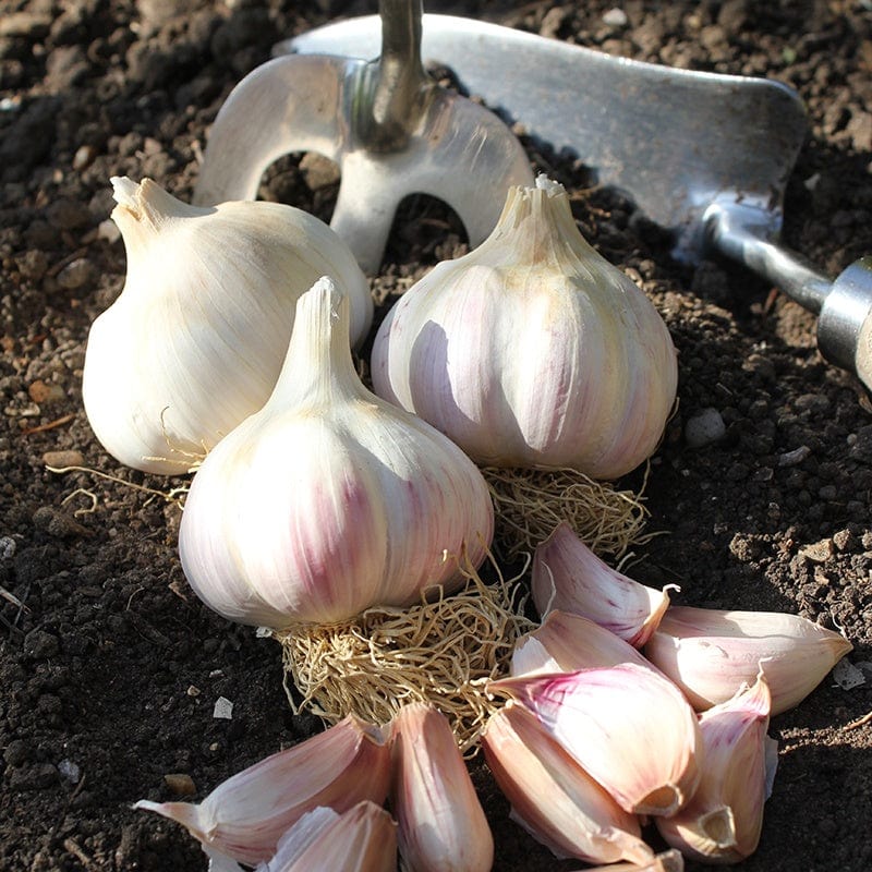 dt-brown ONIONS/GARLIC/SHALLOTS Garlic Kingsland Wight Bulbs (Hardneck)
