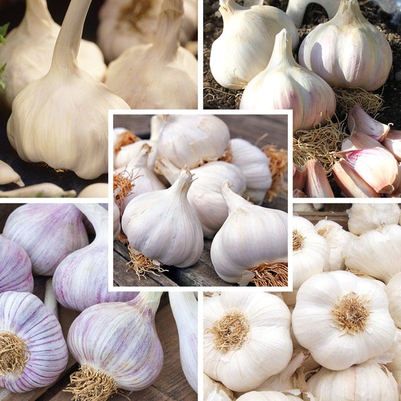 dt-brown ONIONS/GARLIC/SHALLOTS Bumper Garlic Bulb Collection