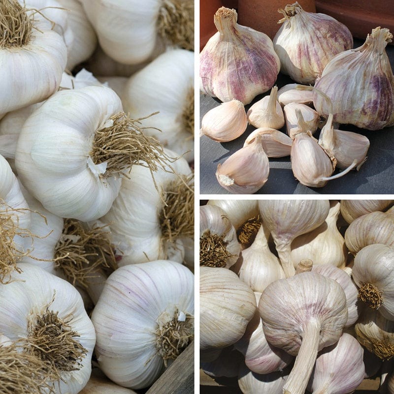 dt-brown ONIONS/GARLIC/SHALLOTS Long Harvest Garlic Bulb Collection