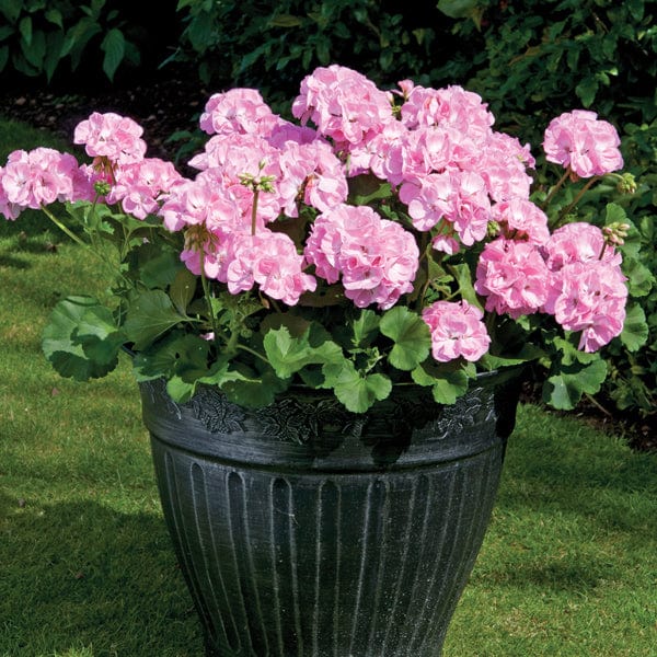 dt-brown FLOWER PLANTS Geranium Designer Light Pink (Zonal) Flower Plants