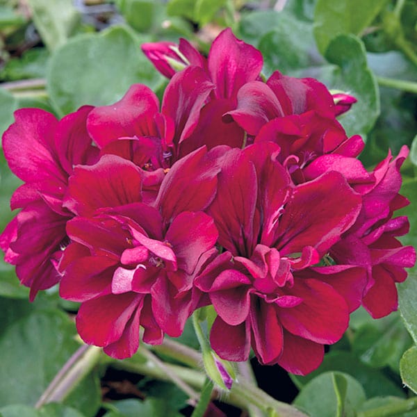 dt-brown FLOWER PLANTS Geranium Precision Burgundy Red (Trailing) Flower Plants