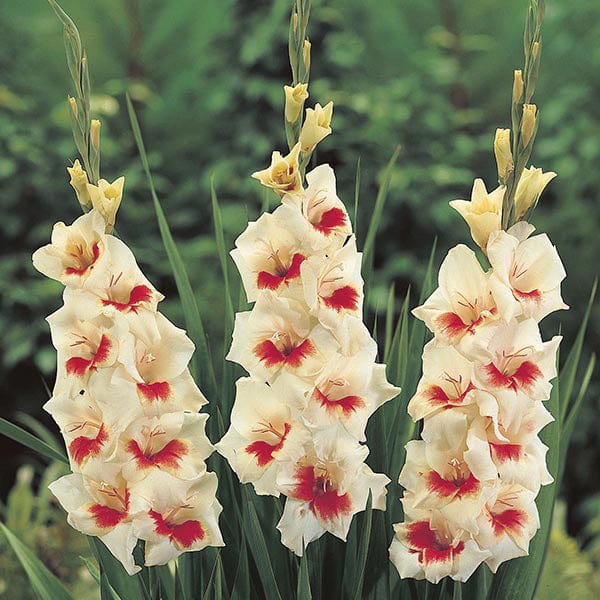 dt-brown FLOWER BULBS Gladiolus Mary Housley Flower Bulbs