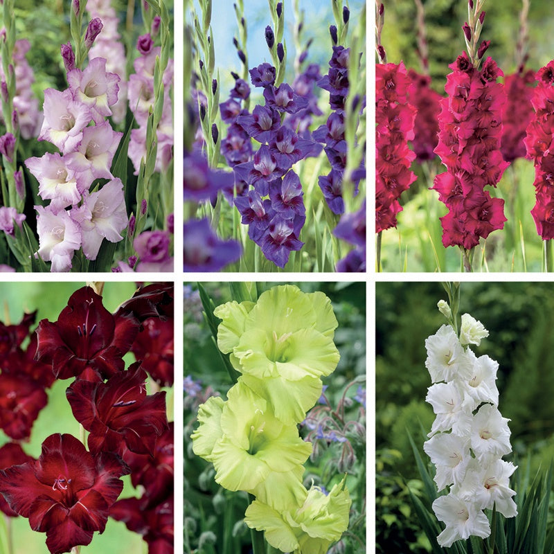 Collage of six different colored gladiolus flowers in a garden setting.