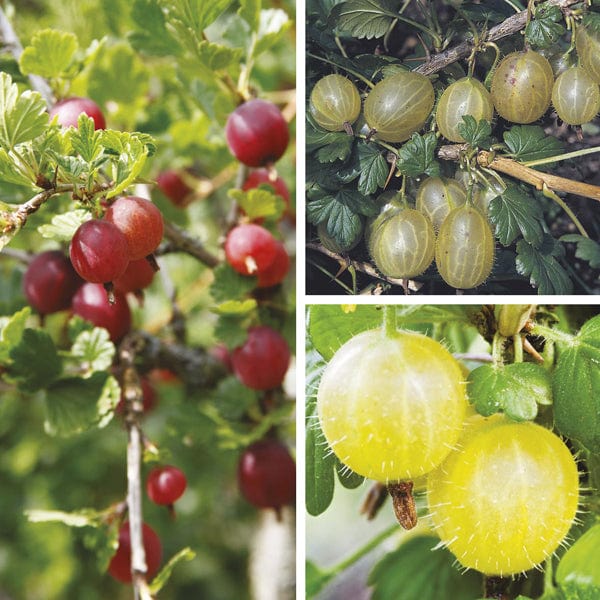 dt-brown FRUIT Gooseberry Fruit Plant Collection
