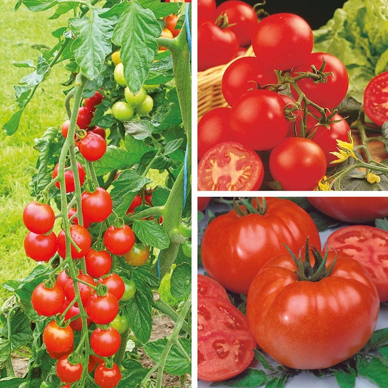 dt-brown VEGETABLE PLANTS Tomato Grafted Veg Plant Collection