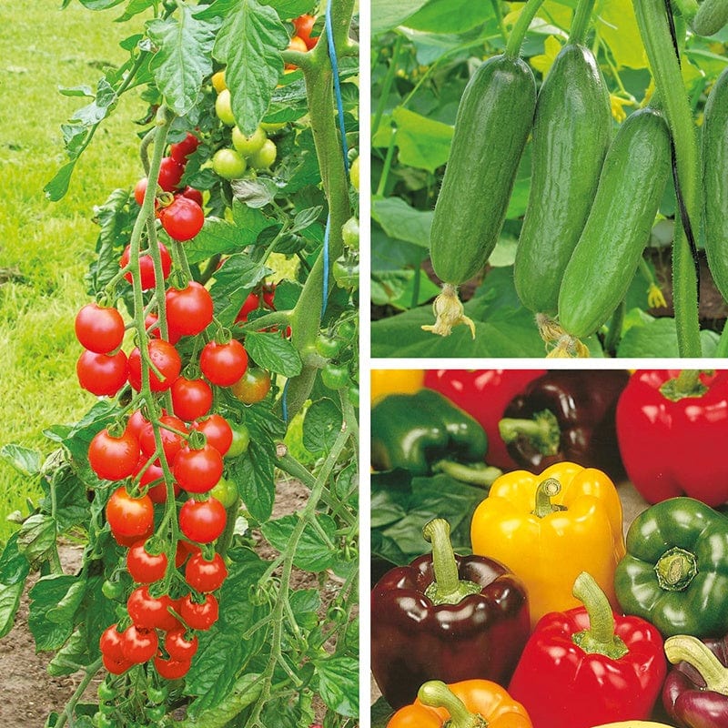 dt-brown VEGETABLE PLANTS 3 x 9cm Potted Plants (EARLY) Grafted Vegetable Plant Collection