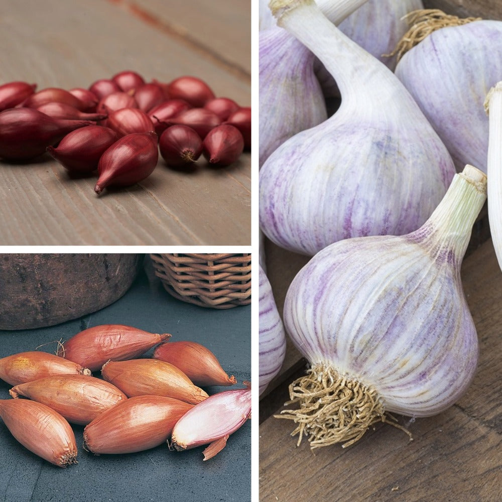 Gourmet Garlic, Onion and Shallot Collection