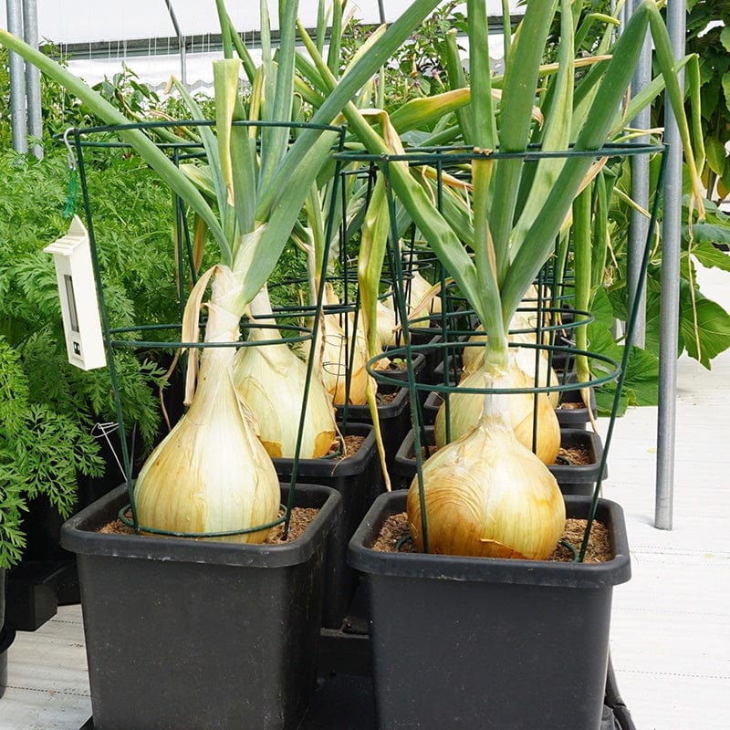 dt-brown HARDWARE Easy 2 Grow Irrigation Kit