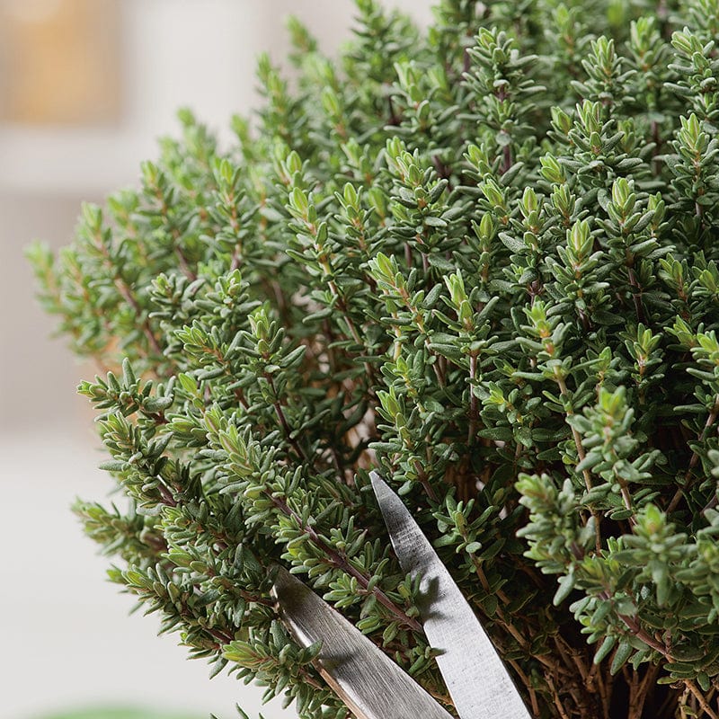 dt-brown VEGETABLE PLANTS Thyme Faustinoi Herb Plants