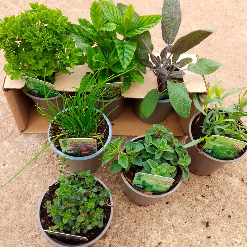 Collection of potted plants on a sandy surface