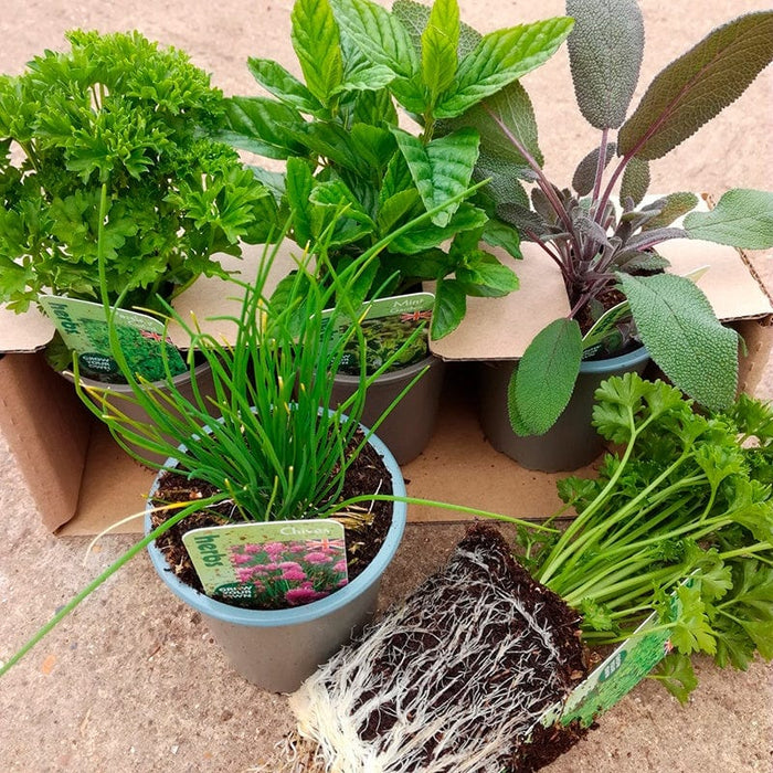 Cool Cocktails Herb Collection Plants From D.T. Brown