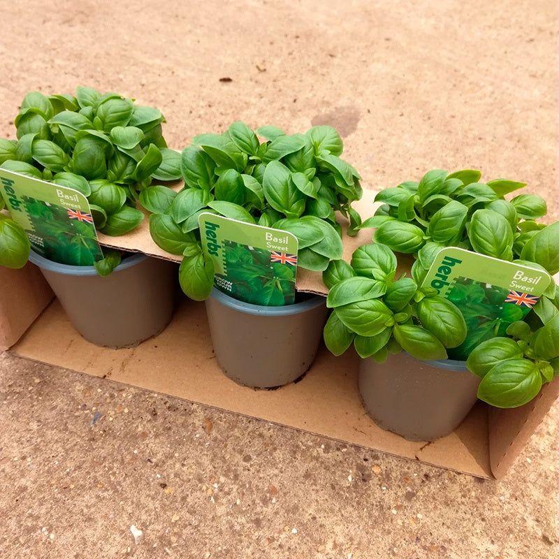 Three potted basil plants with green labels on a cardboard surface.