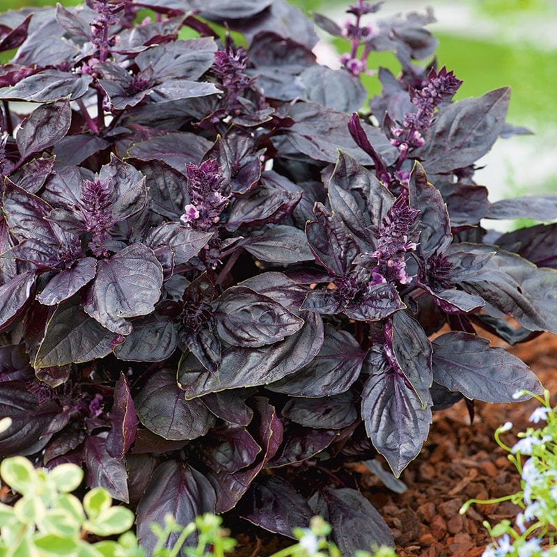 dt-brown VEGETABLE PLANTS Purple Basil Herb Plants