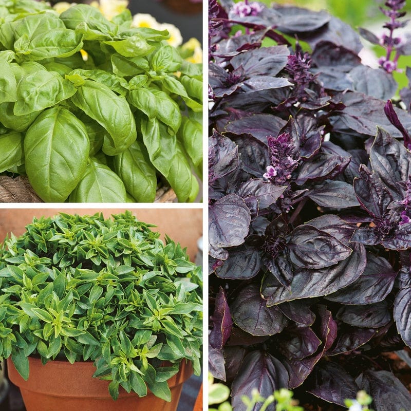Basil Herb Plant Collection