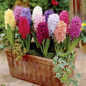 Colorful hyacinth flowers in a wooden planter with a blurred garden background