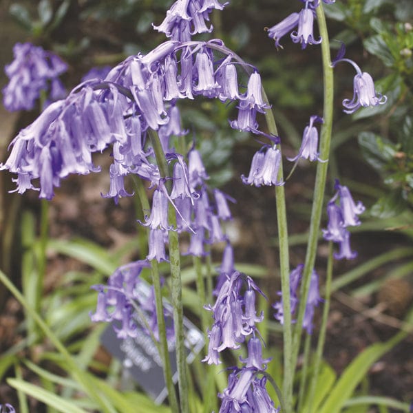 dt-brown FLOWER BULBS English Bluebell Flower Bulbs