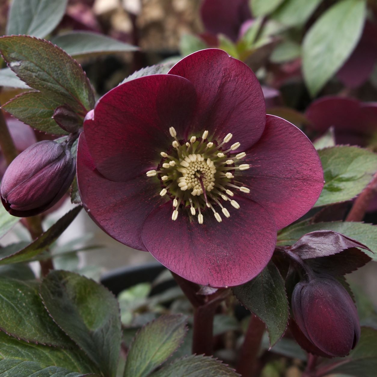 Helleborus Orientalis 'Halcyon Early Dark Red' Flower Plants