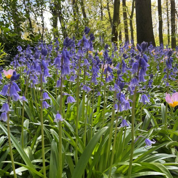 Group of purple flowers in a forest setting