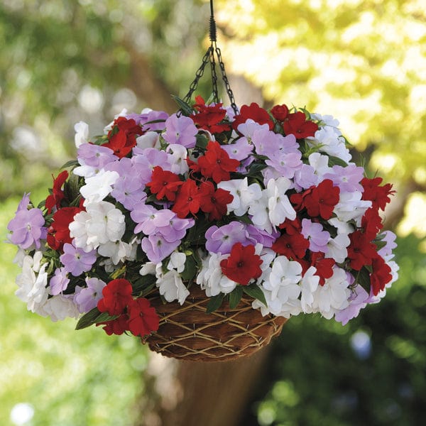 dt-brown FLOWER PLANTS Busy Lizzie Divine Islander Mixed F1 Plug Plants