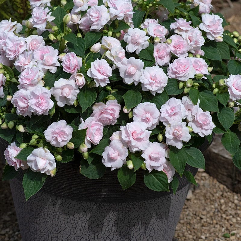 dt-brown 5 young plants Impatiens Glimmer Appleblossom