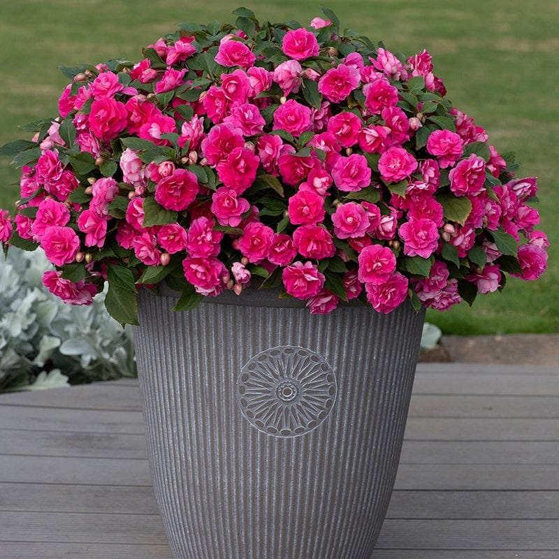 dt-brown 5 young plants Impatiens Glimmer Hot Pink