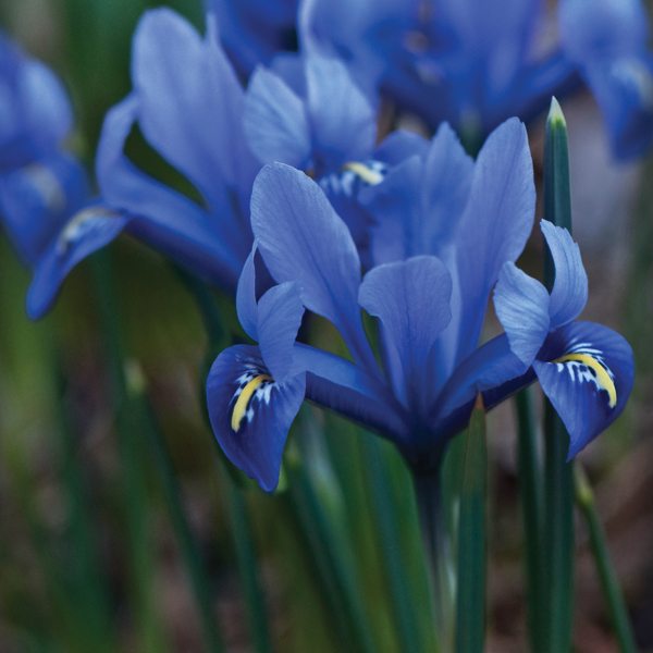Iris Reticulata Harmony Bulbs