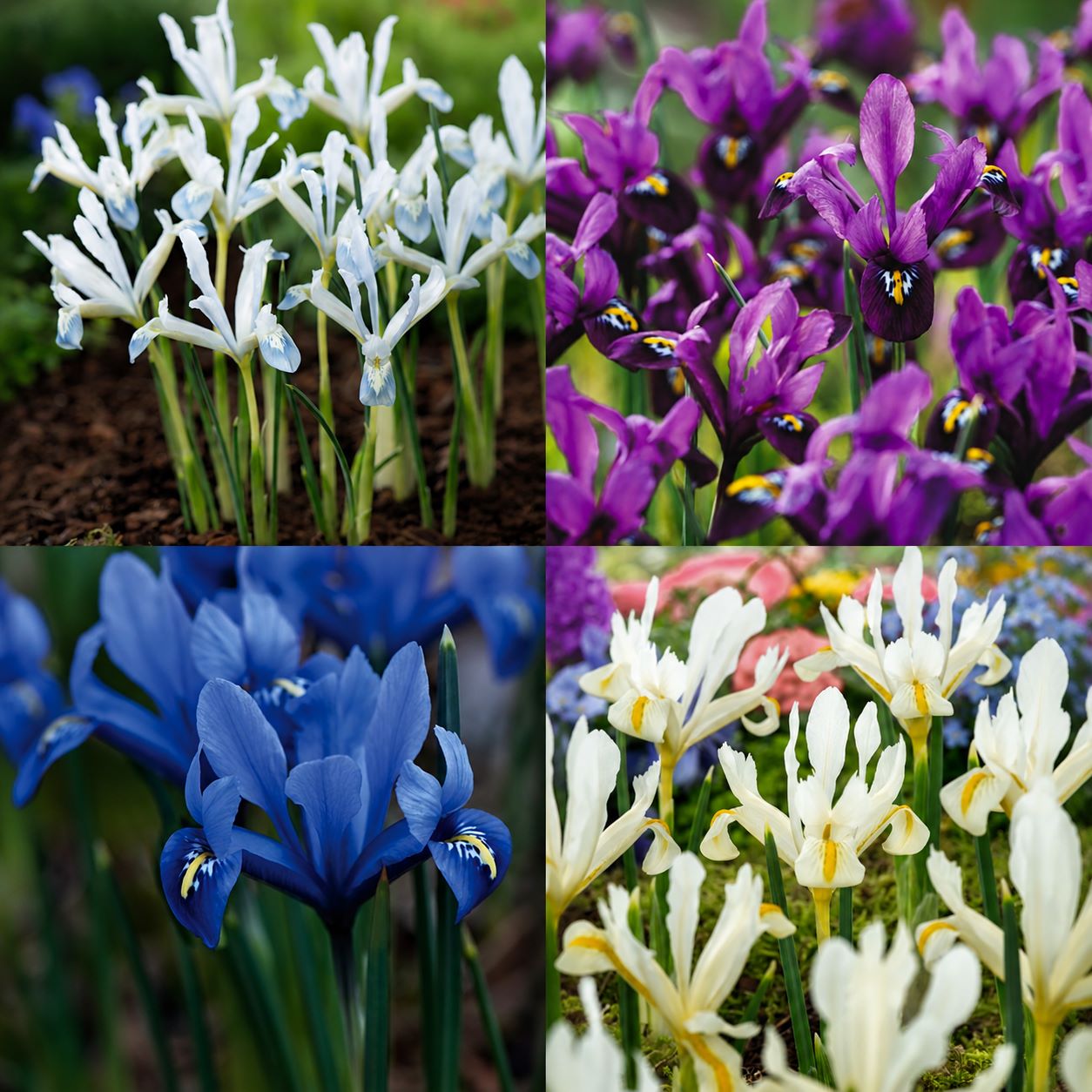 IRIS Reticulata 80 bulb Collection