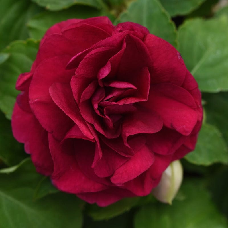 dt-brown FLOWER PLANTS Impatiens Glimmer Burgundy