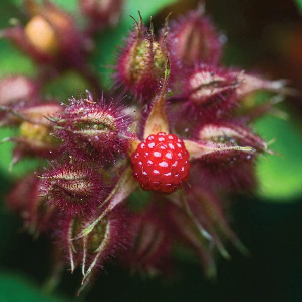 dt-brown FRUIT Japanese Wineberry Fruit Plant