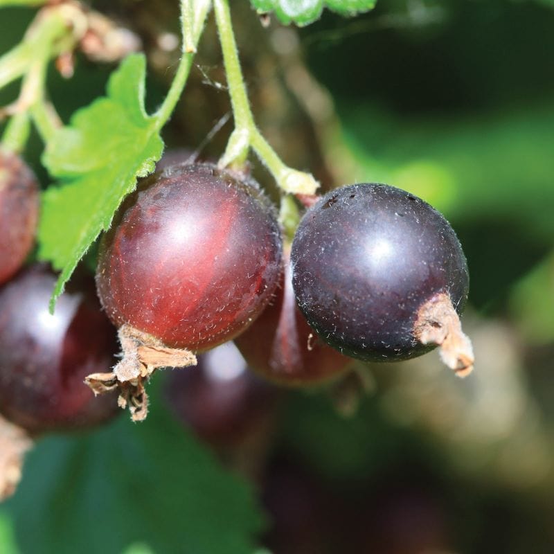 dt-brown FRUIT Jostaberry Fruit Plant