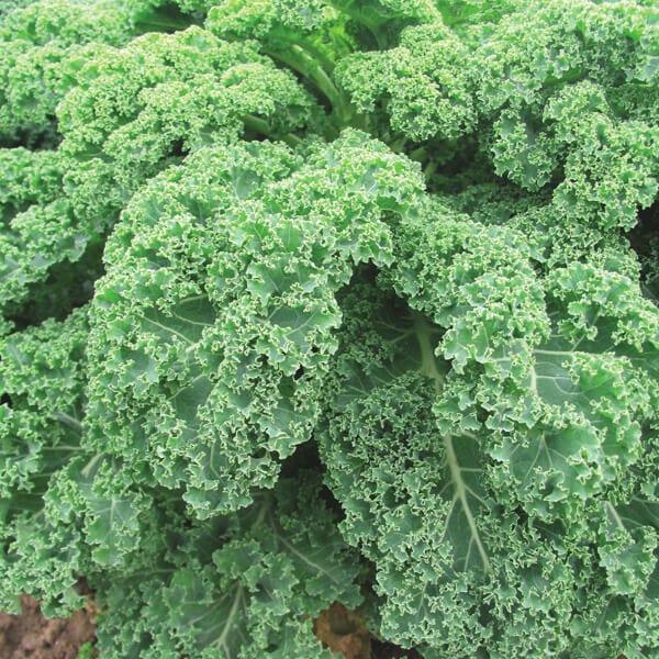 Kale Reflex F1 Plants