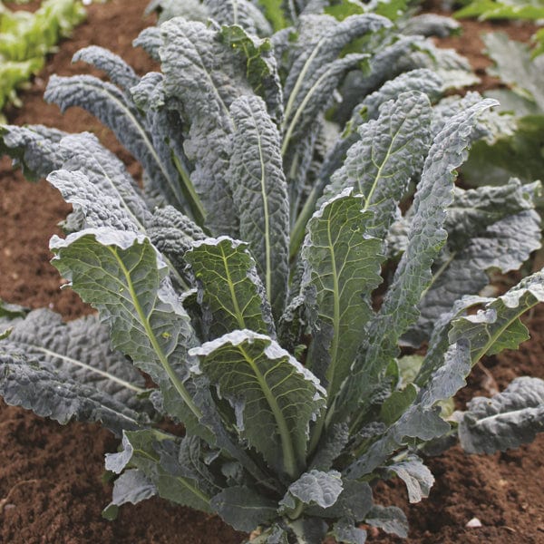dt-brown VEGETABLE PLANTS Kale Nero di Toscana Plants