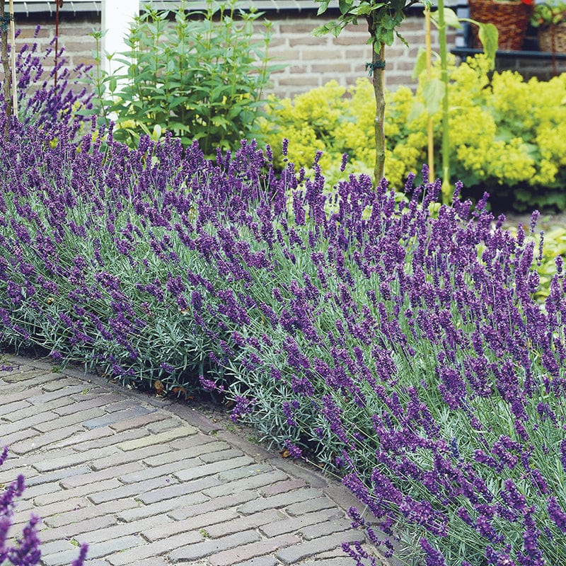 dt-brown FLOWER PLANTS 3 X 9cm Potted Plants Lavender angustifolia Hidcote Flower Plants