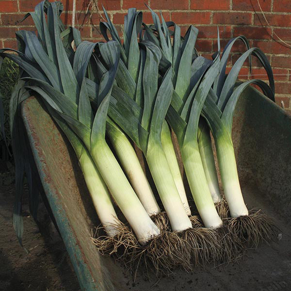 Leek Lancaster F1 Seeds