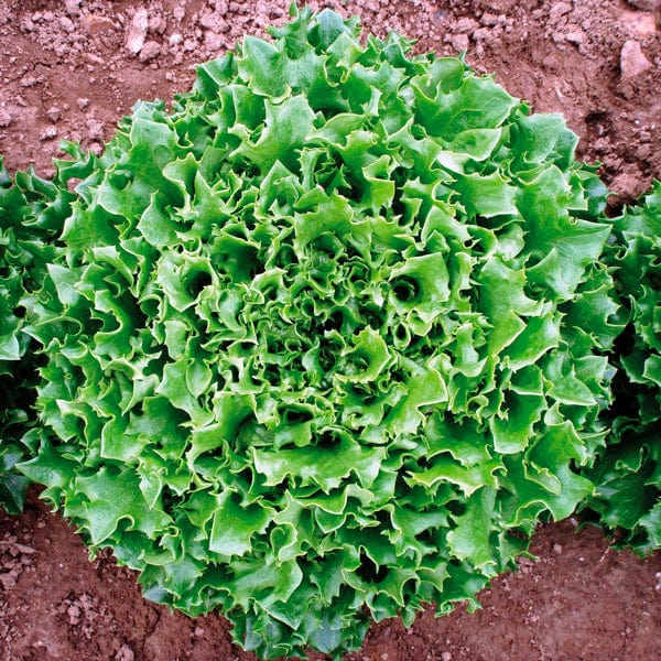 dt-brown VEGETABLE SEEDS Lettuce Mazur Seeds