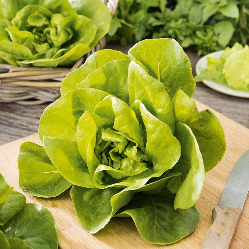 Lettuce Gustav's Salad Veg Plants