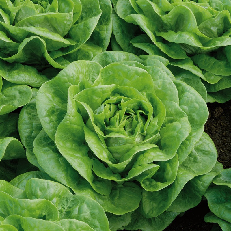 Lettuce Brighton Vegetable Plants