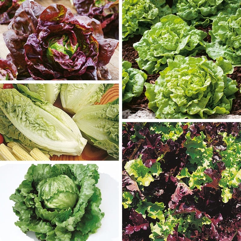dt-brown VEGETABLE SEEDS Lettuce Seed Collection