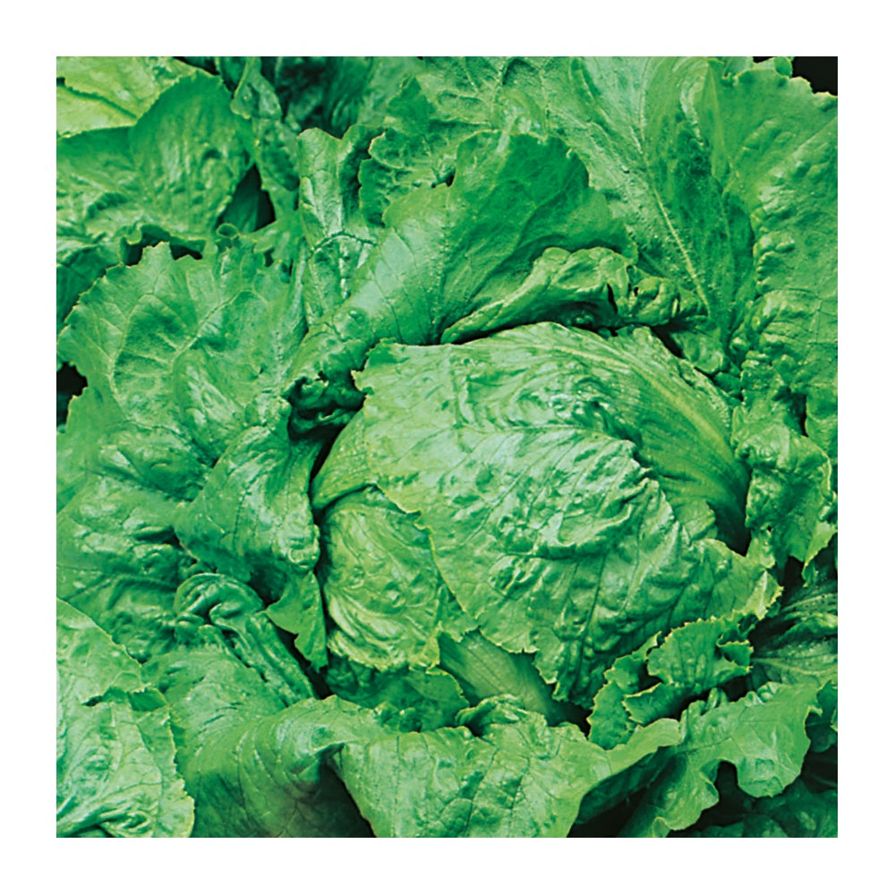 Lettuce Webbs Wonderful Seeds