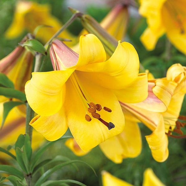 dt-brown FLOWER BULBS Lily Golden Splendour (Trumpet) Flower Bulbs