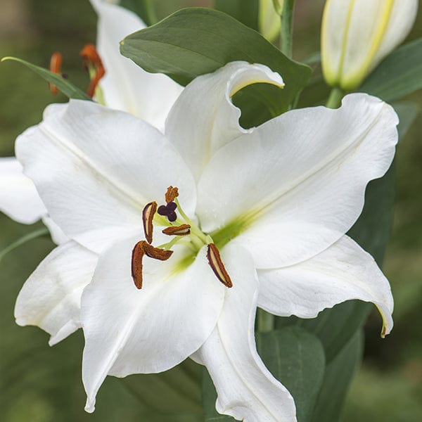 dt-brown FLOWER BULBS 36 Mixed Oriental Lily Bulbs