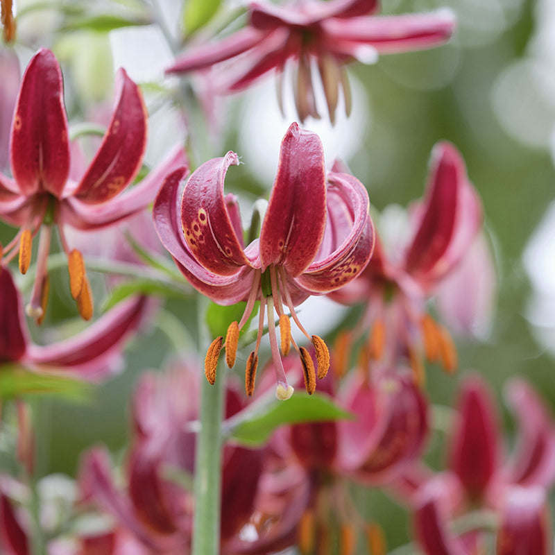Lily Shade Flower Bulbs Collection