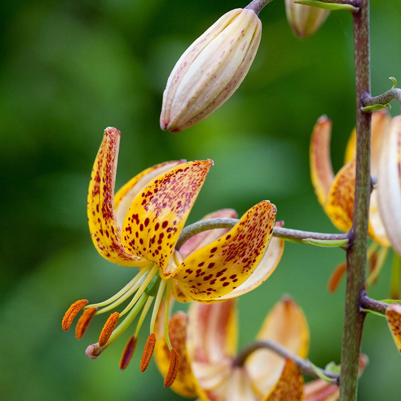 Lily Shade Flower Bulbs Collection