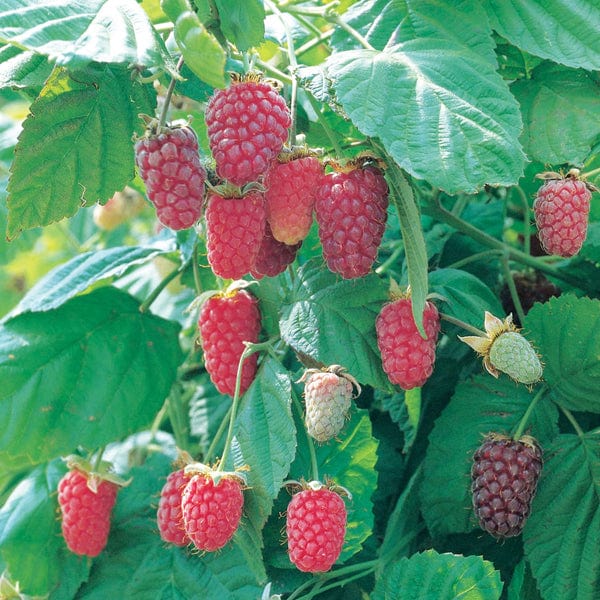 dt-brown FRUIT Loganberry LY654 Fruit Plant