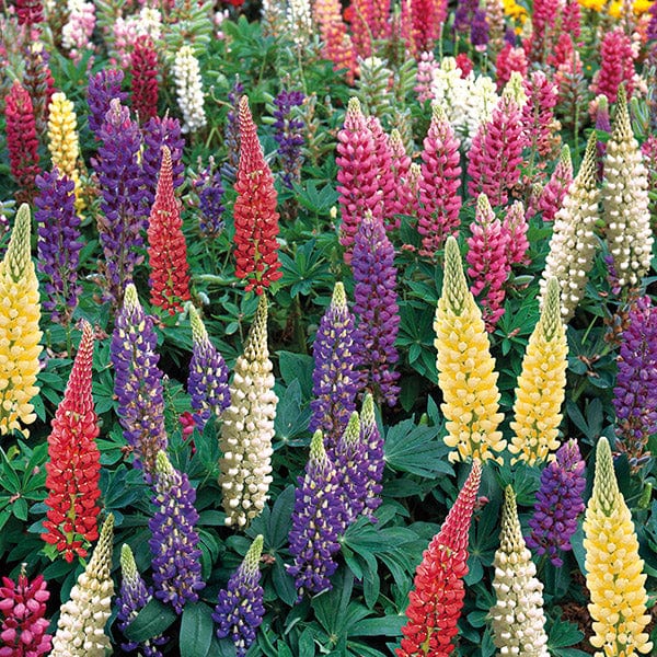 dt-brown FLOWER PLANTS Lupin Gallery Mixed Flower Plants
