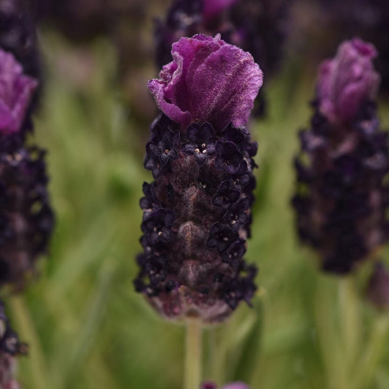 dt-brown FLOWER PLANTS Lavandula Stoechas (French) Deep Purple