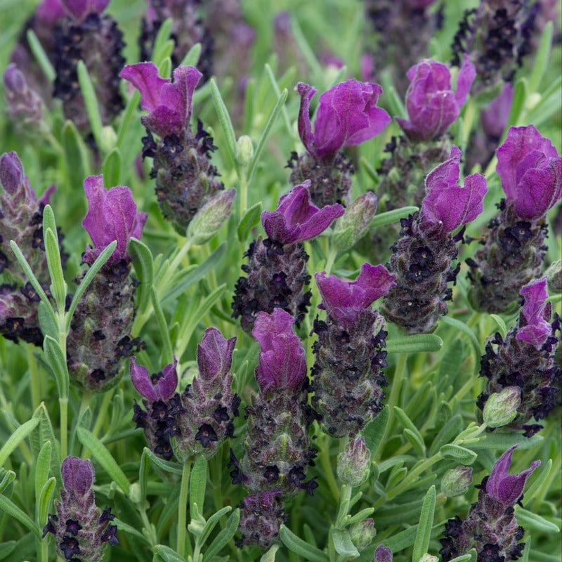 dt-brown FLOWER PLANTS Lavandula Stoechas (French) Deep Purple