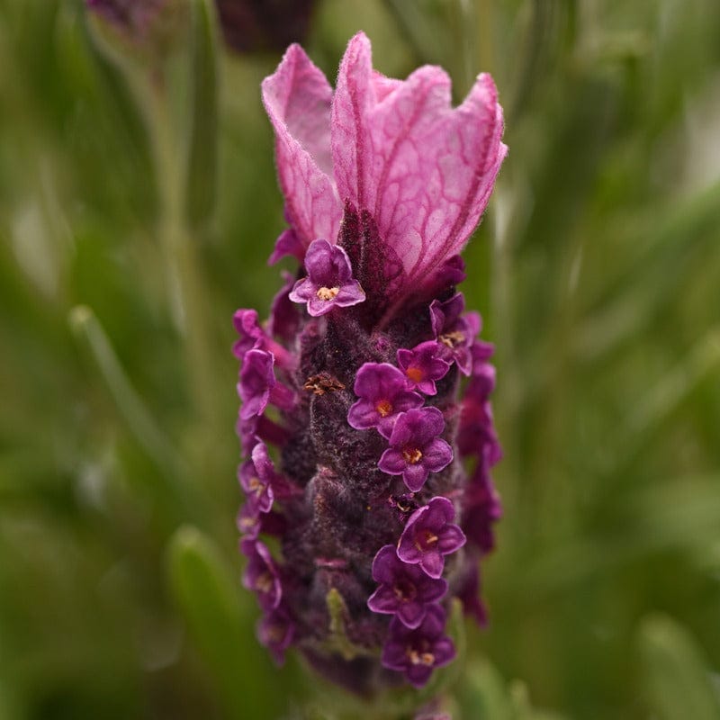 DT Brown FLOWER PLANTS Lavandula stoechas (French) Collection 9 Young Plants