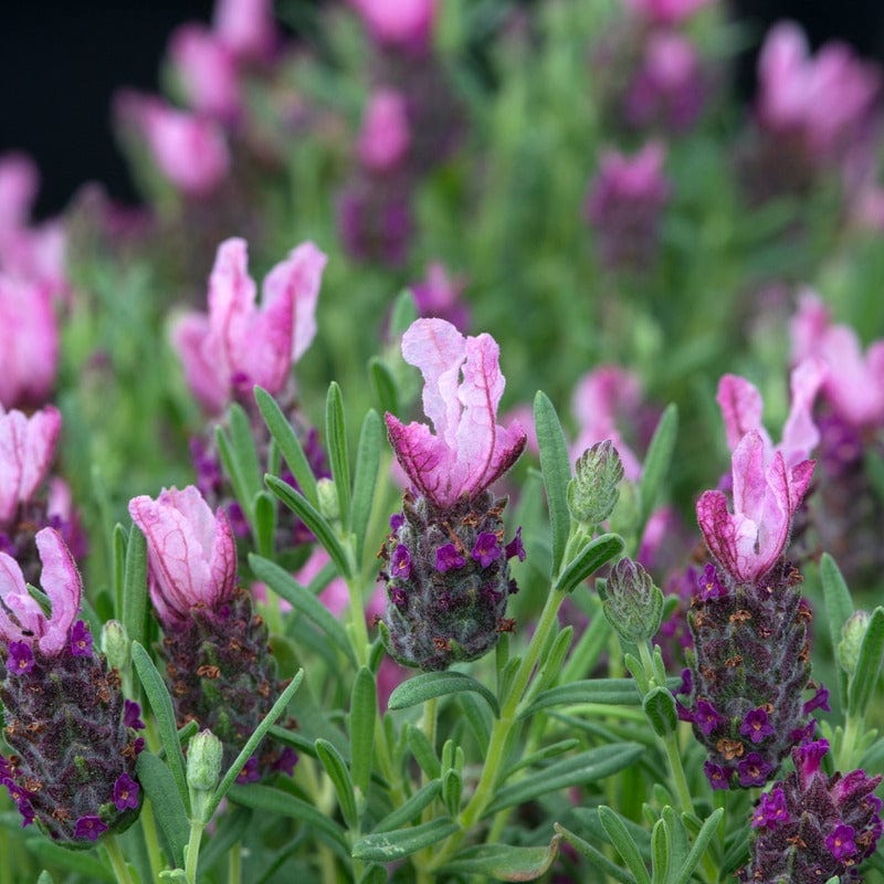 dt-brown FLOWER PLANTS Lavendula Stoechas (French) Deep Rose