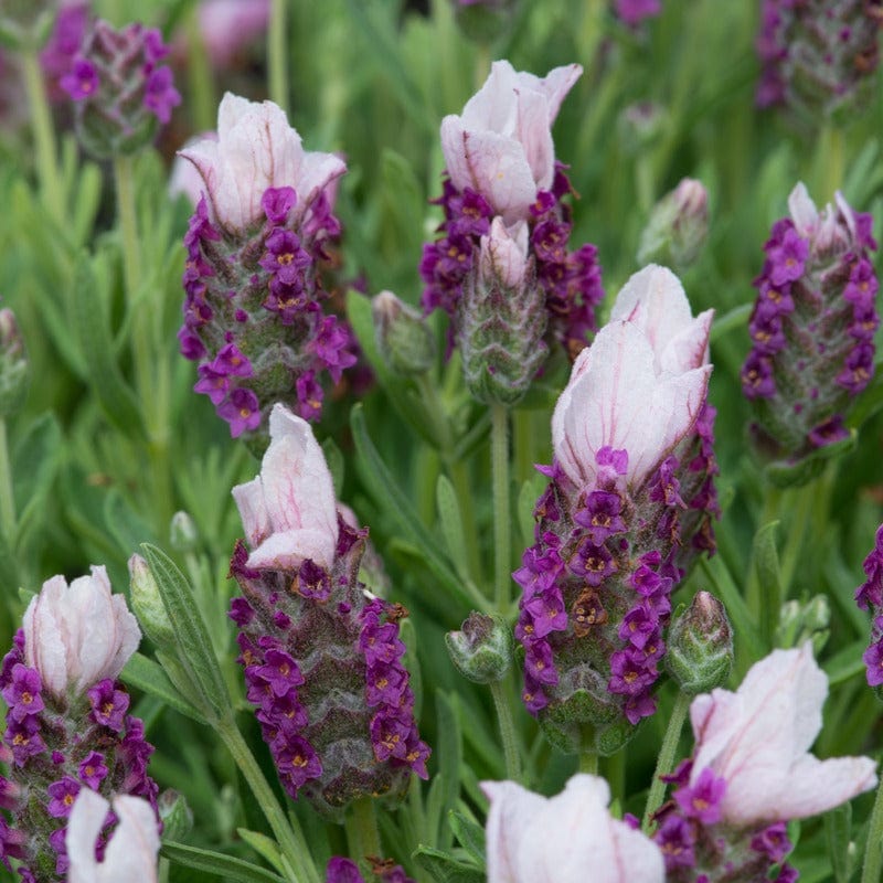 dt-brown FLOWER PLANTS Lavendula Stoechas (French) Pink